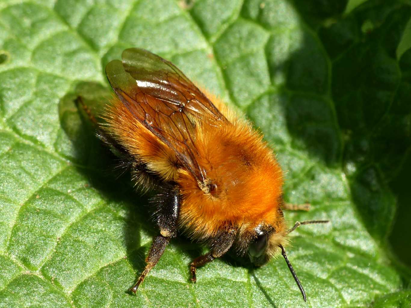 Bombus pascuorum melleofacies